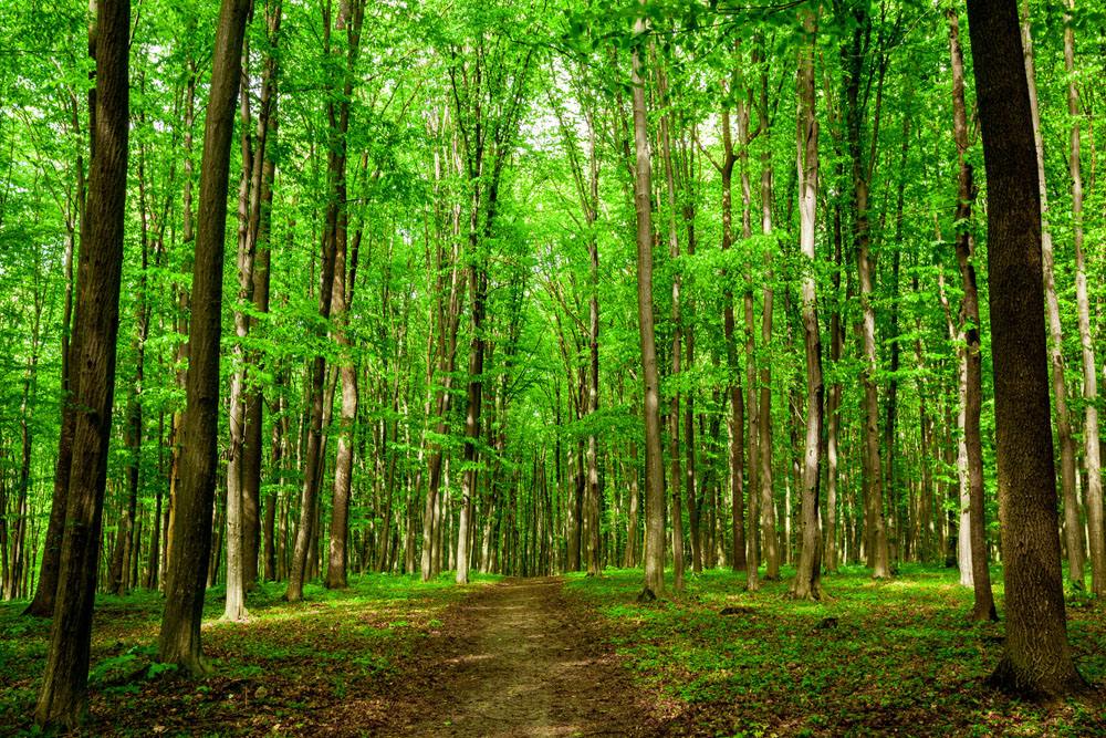 膠合板行業迎來革命性突破 真正的無醛無苯板材膠正式來臨，重塑裝飾家具板材新標準